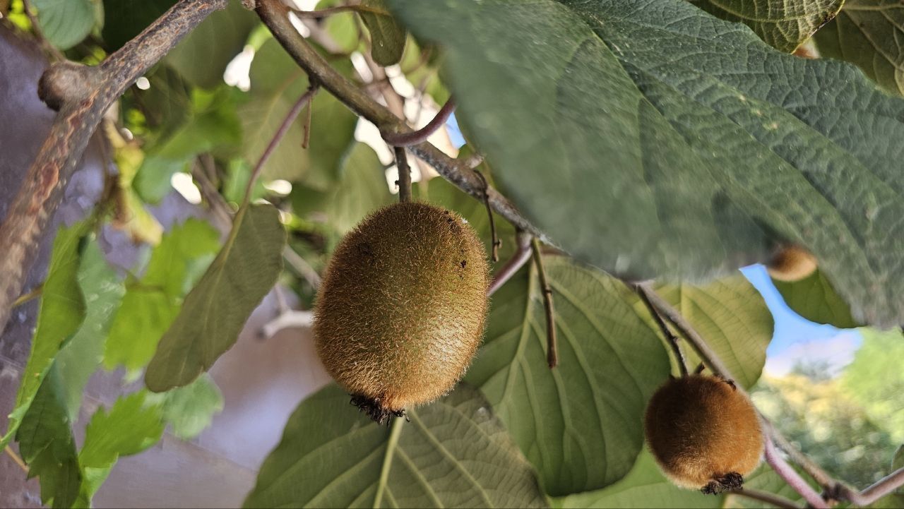 На Ставрополье фермер планирует собрать почти 300 кг киви