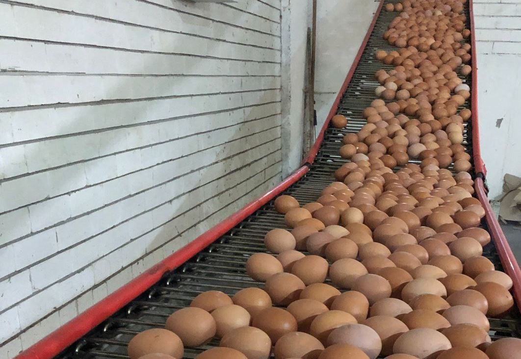 Ставрополье выделило 35 млн рублей господдержки производителям куриных яиц