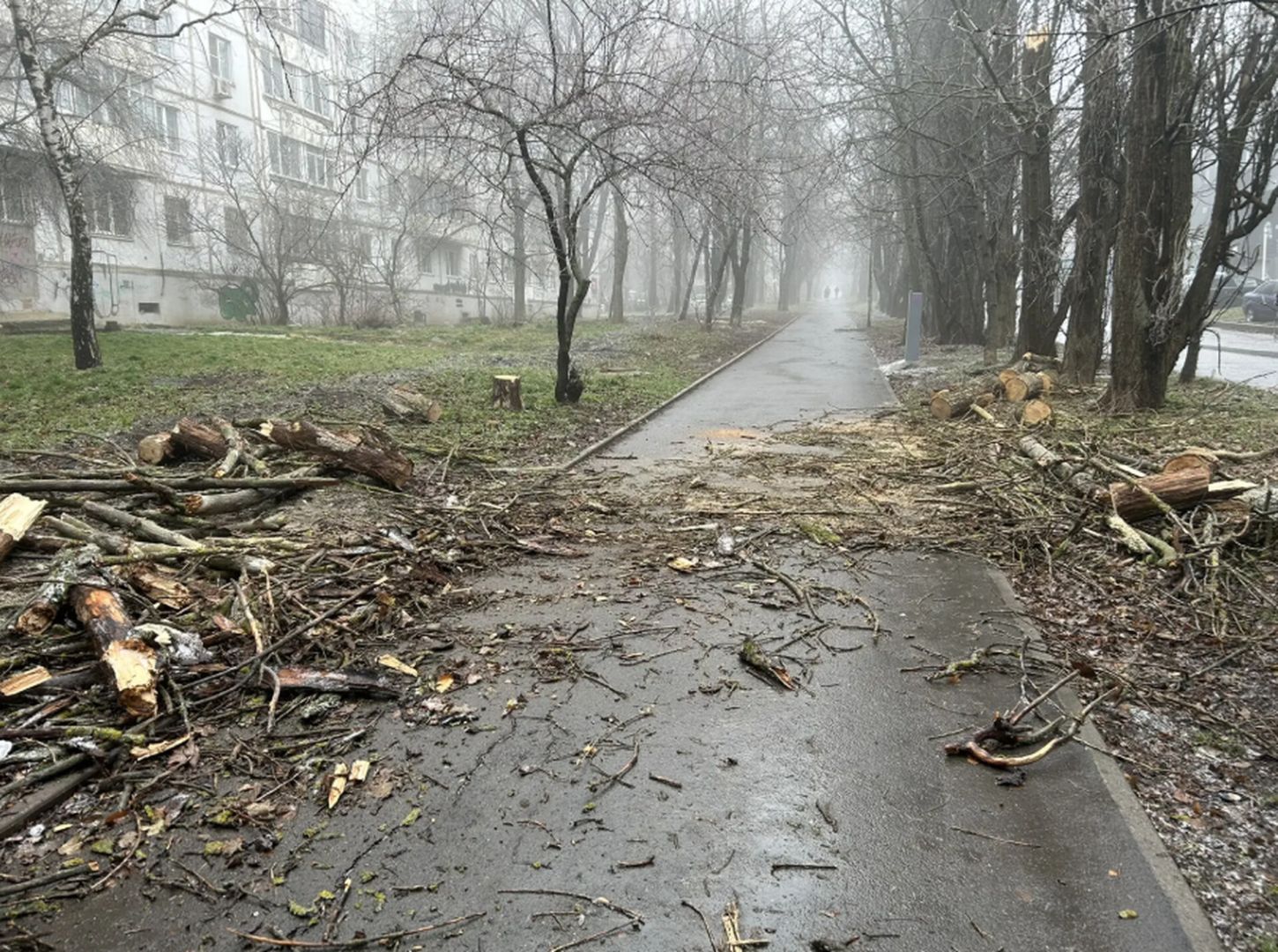 Упавшие деревья, оборванные провода, отсутствие света: Ставрополь устраняет последствия непогоды
