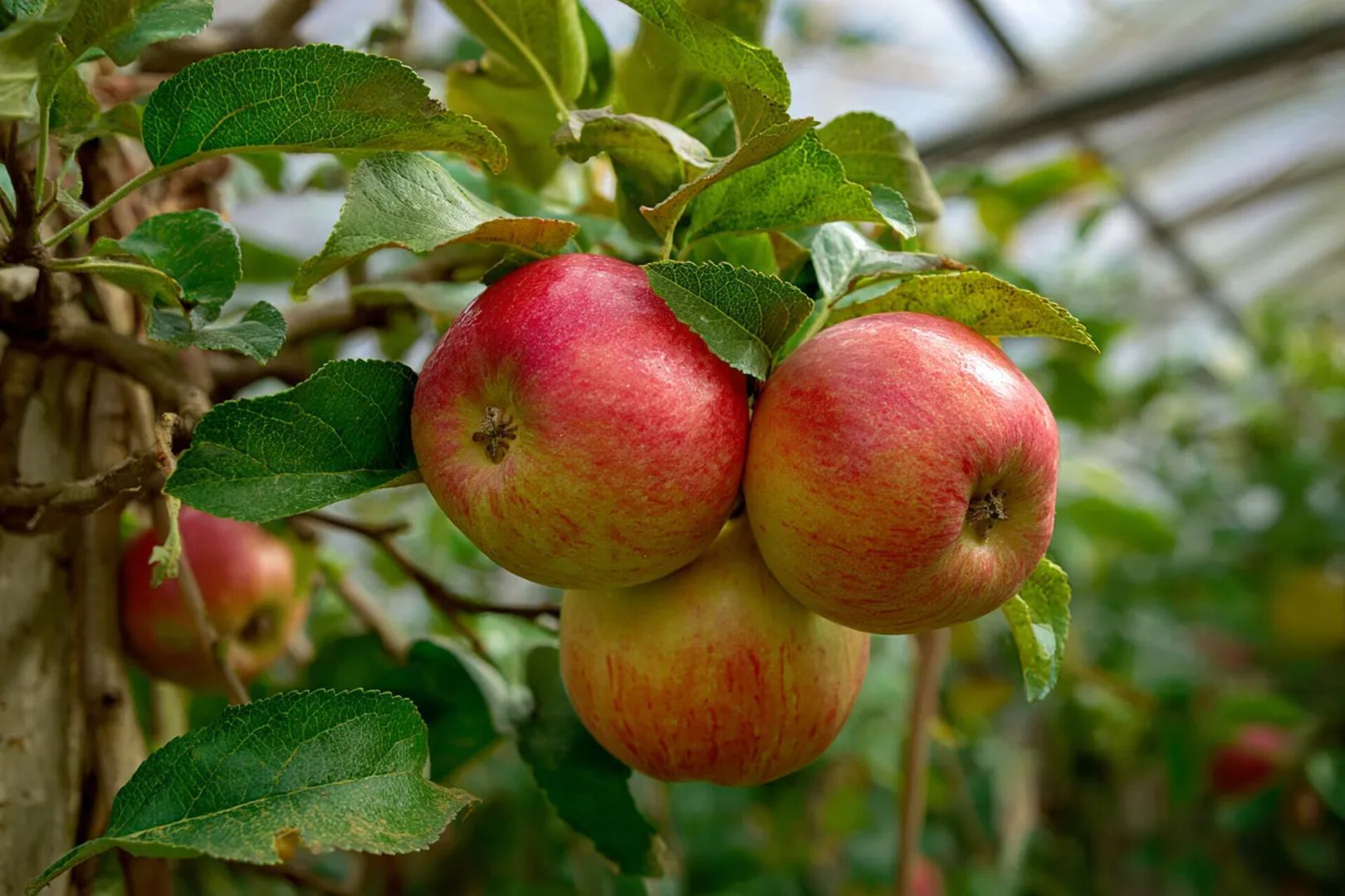 Как правильно хранить яблоки, чтобы они не портились до зимы