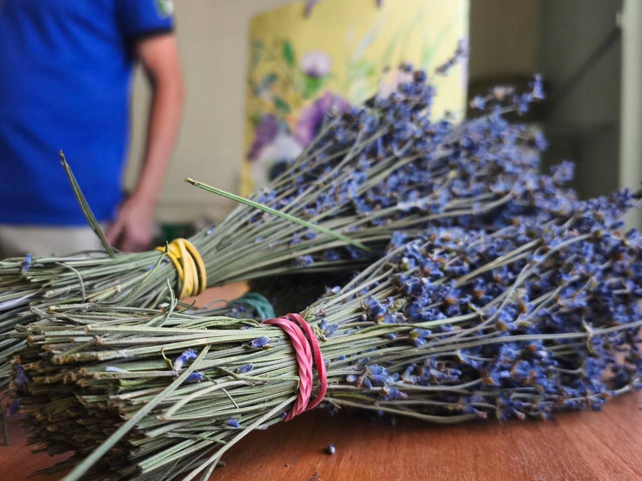 На Ставрополье запустили производство лавандового масла