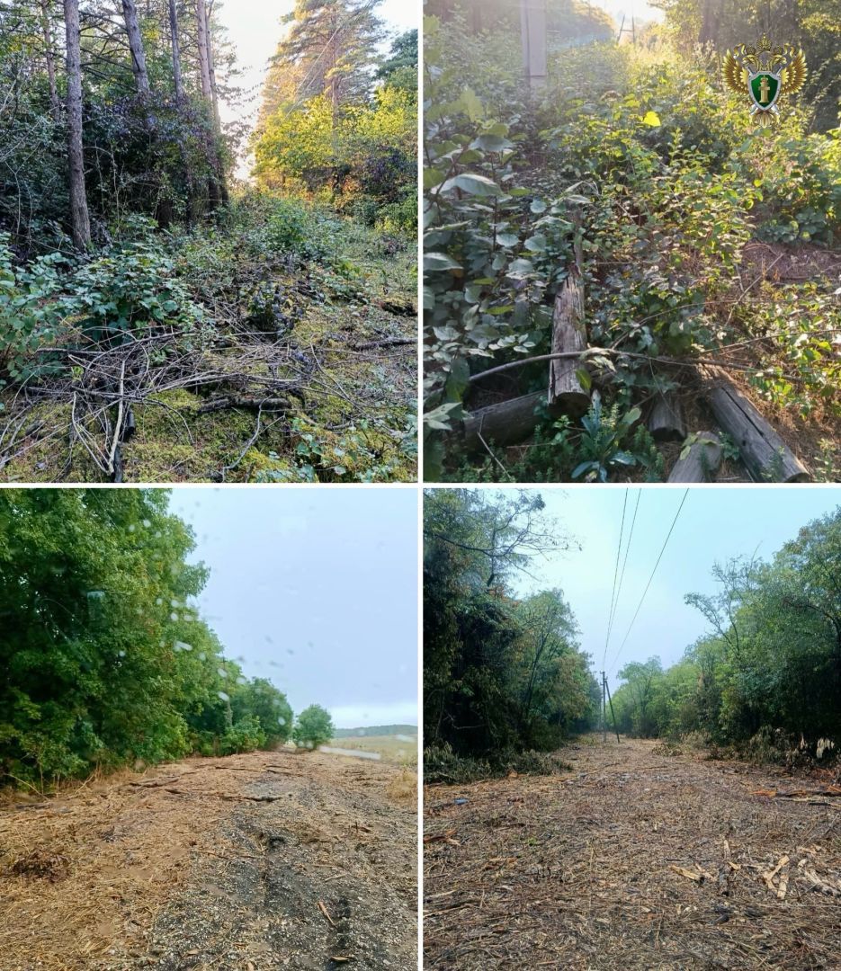 В Ессентукском лесном фонде провели противопожарные мероприятия после вмешательства прокуратуры