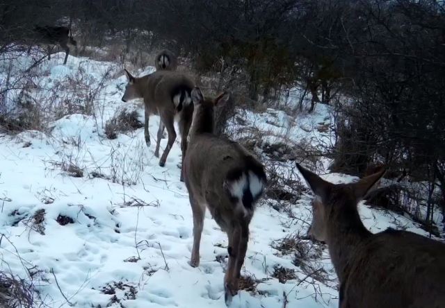 Стадо пятнистых оленей попало в объектив скрытой камеры на Ставрополье