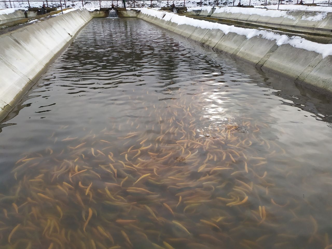 В Предгорье произвели более 15 тонн форели