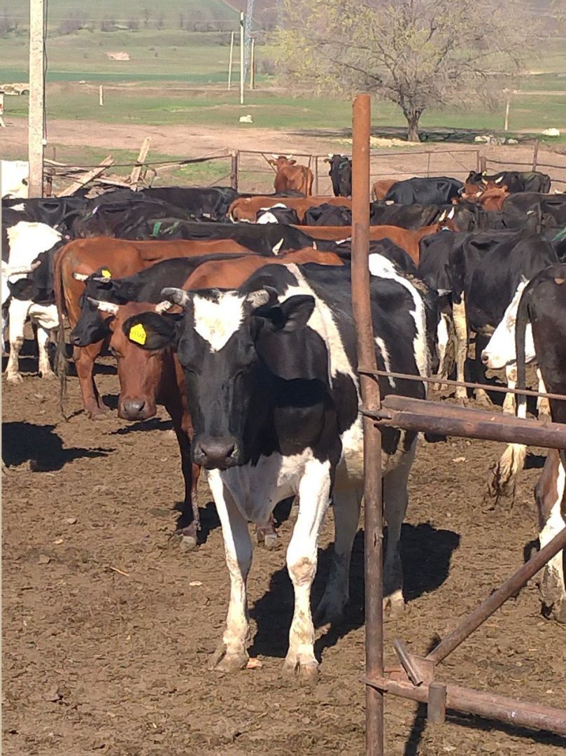 Горячую линию для учёта сельхозживотных запустили на Ставрополье