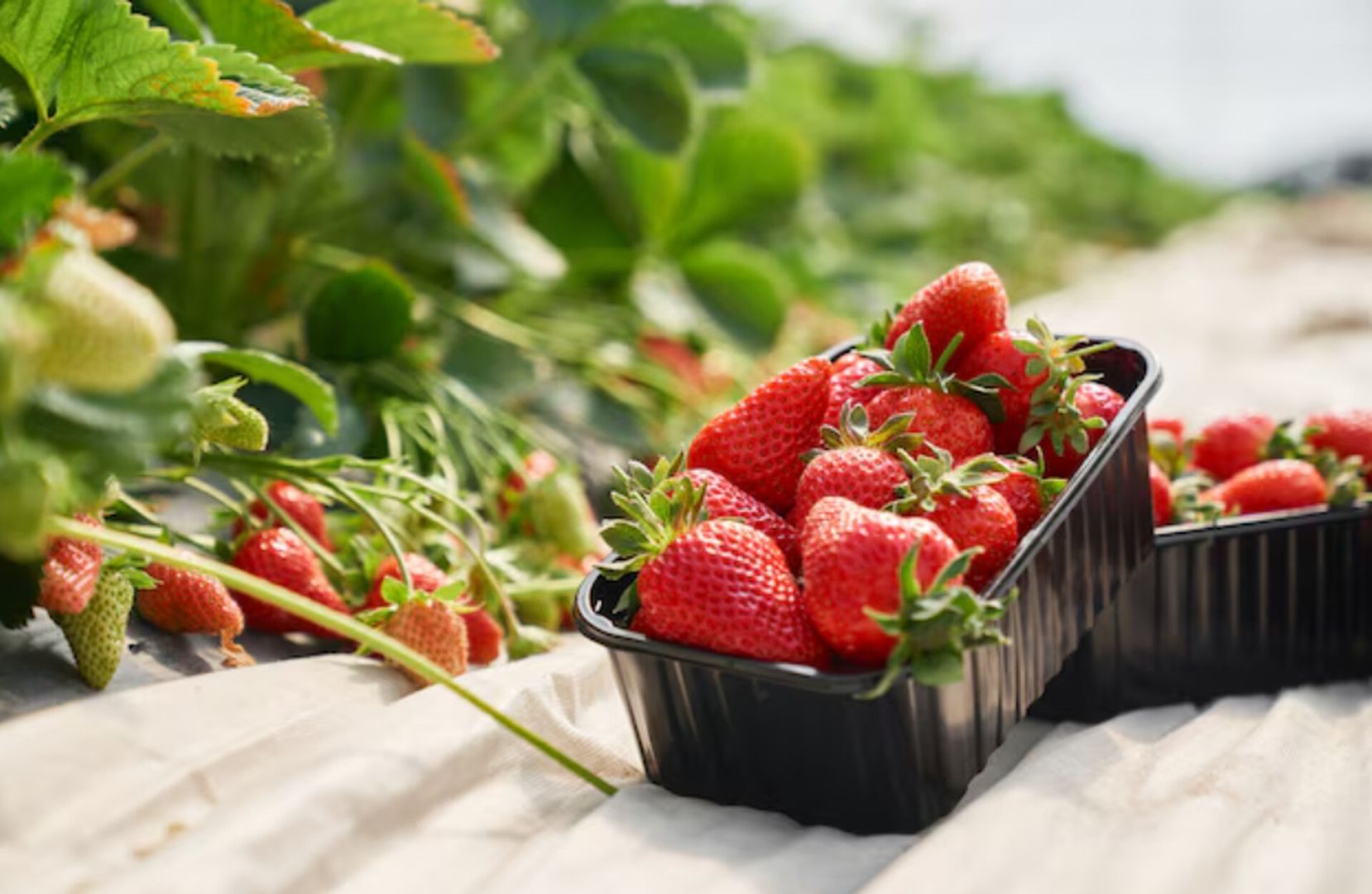 Урожай клубники собрали в теплице на Ставрополье