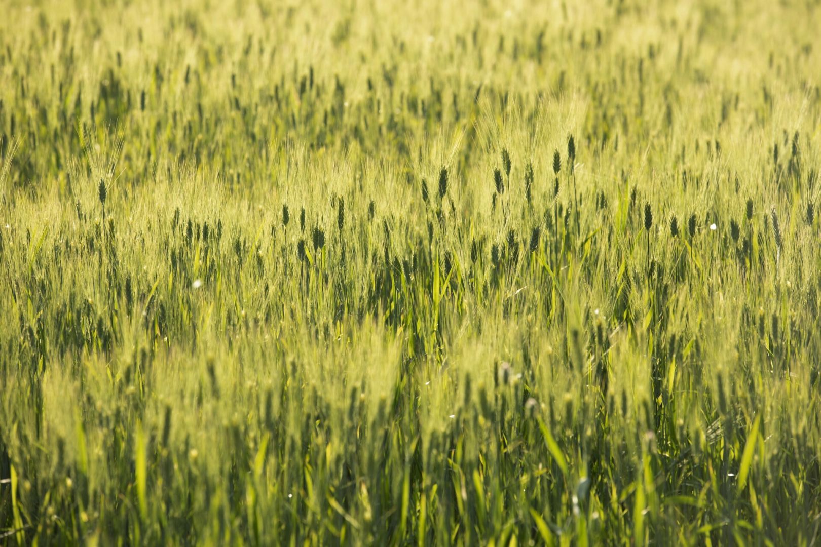 Министр сельского хозяйства Ставрополья бьет тревогу — свыше 15 тысяч гектаров посевов заражено желтой ржавчиной