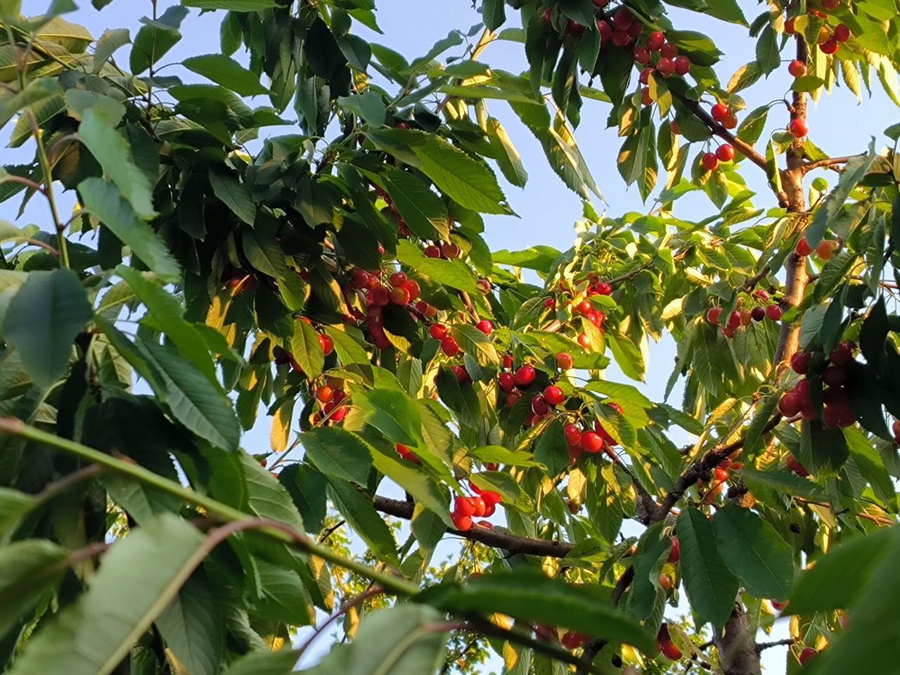 На Ставрополье 80% косточковых культур пострадали из-за заморозков