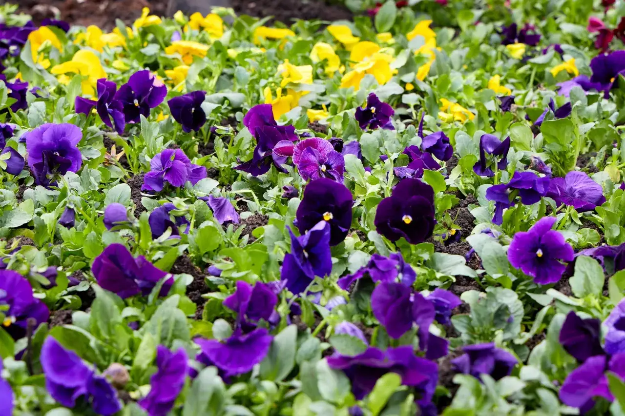 Почти 400 тысяч цветов высадят в Ставрополе весной