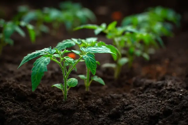 Если рассада бледная и хилая — у вас есть 3 дня, чтобы всё исправить