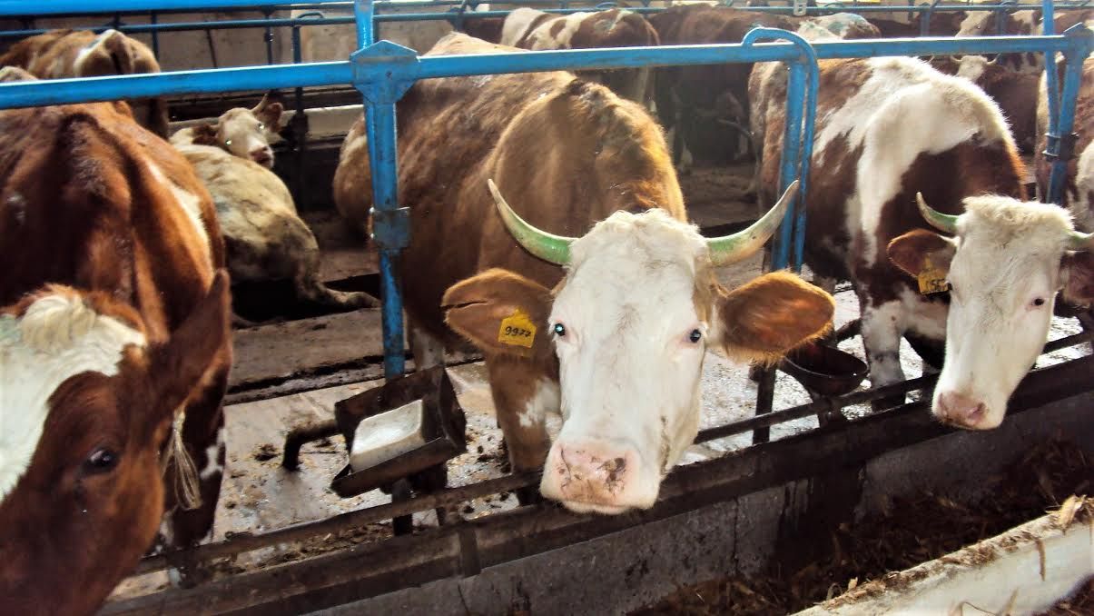 Агрохолдинг степь ставропольский край коровы. Сельхоз животные ставропольском крае. Животноводство ставропольского края. Герефорд бычки против симментал бычки. Сельхоз животные ставропольском крае.