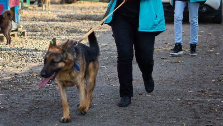 Партия «Новые люди» и фонд «Экосфера» подготовили к зиме приют «Лучший друг»