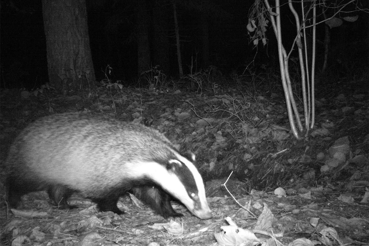 Скрытный барсук попал в объектив фотоловушки на Ставрополье