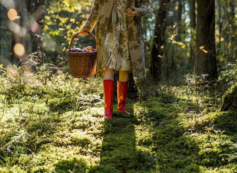 Три ставропольчанки заблудились в лесу КБР, собирая грибы и ягоды