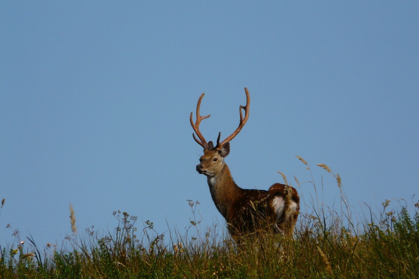 На Ставрополье увеличилось число охотничьих животных