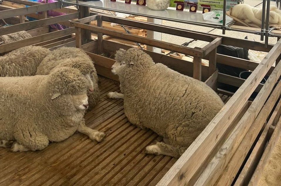 Ставропольские животноводы привезли награды с выставки племенных овец и коз