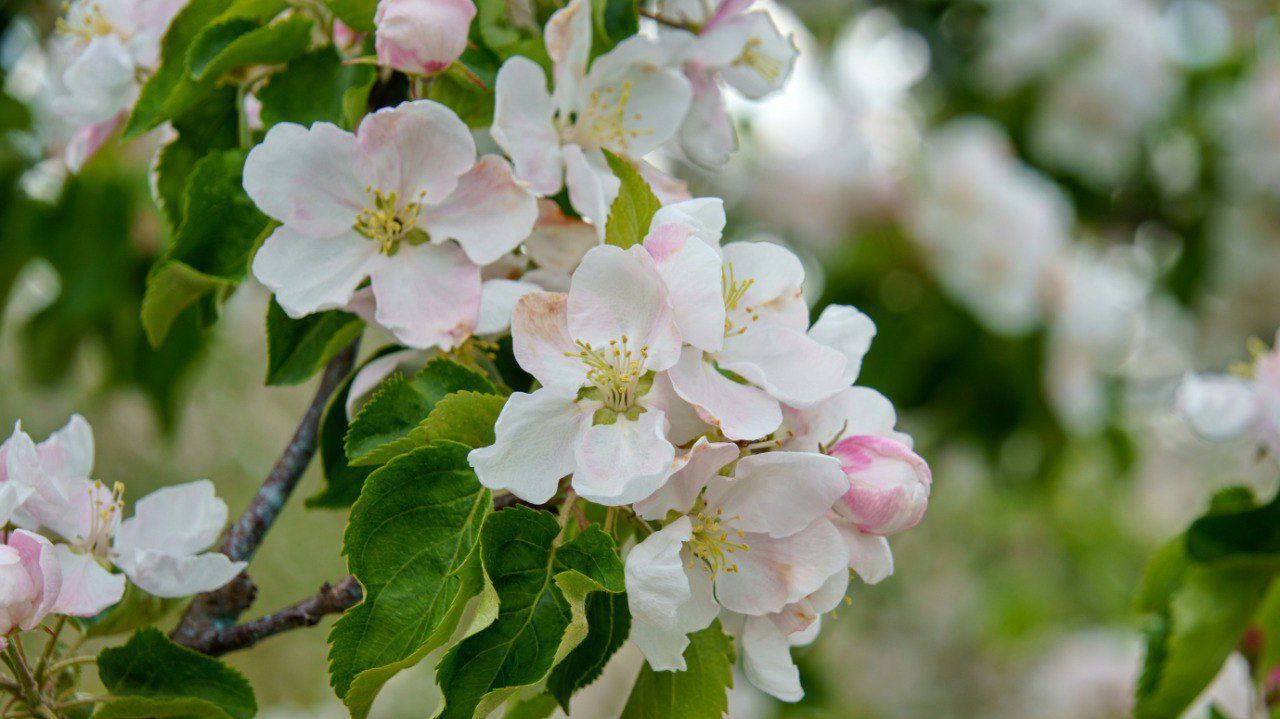 500 гектаров яблоневых садов зацвели в Кочубеевском округе Ставрополья