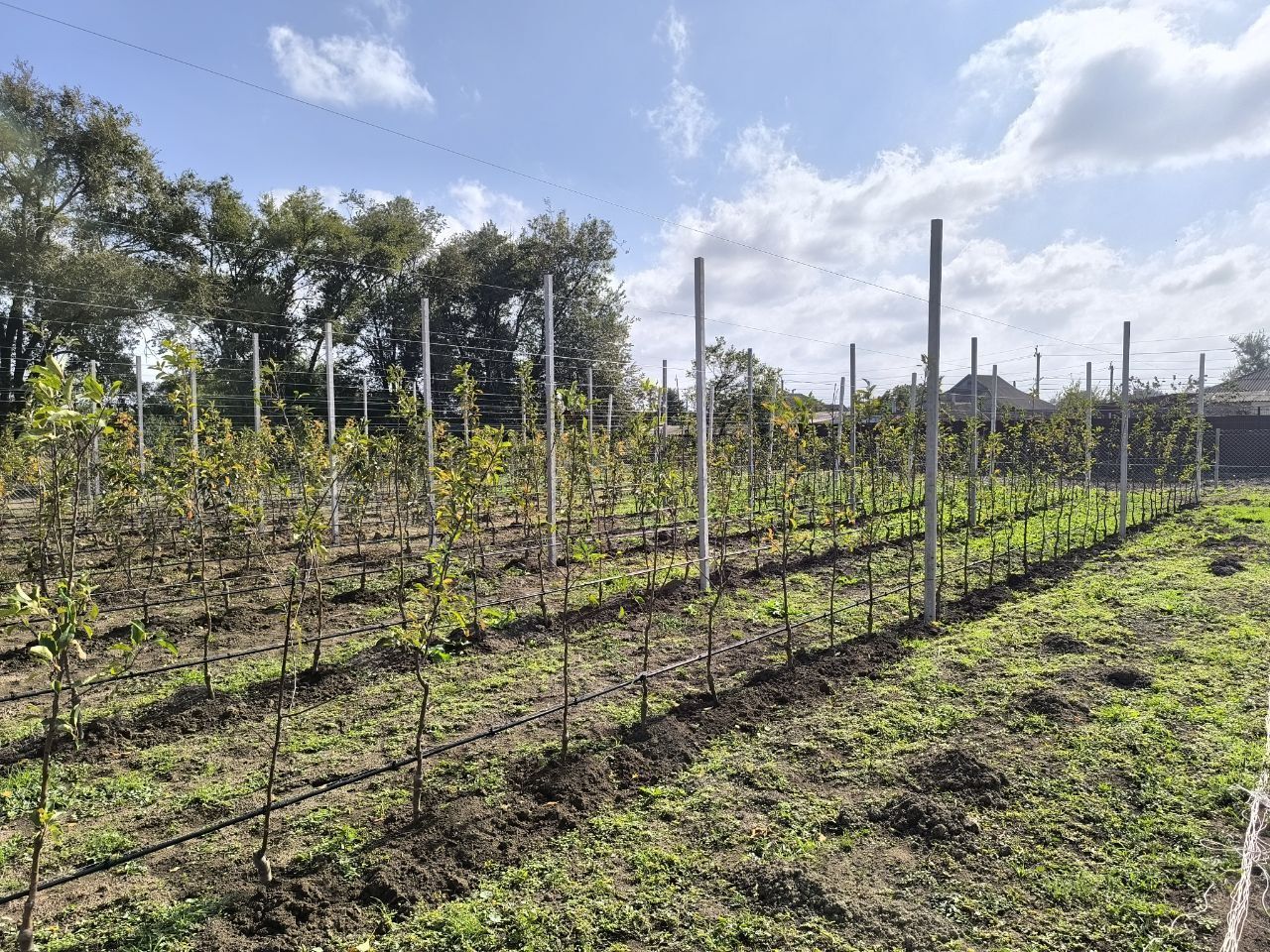 Более 400 фруктовых деревьев высадили в Ипатове