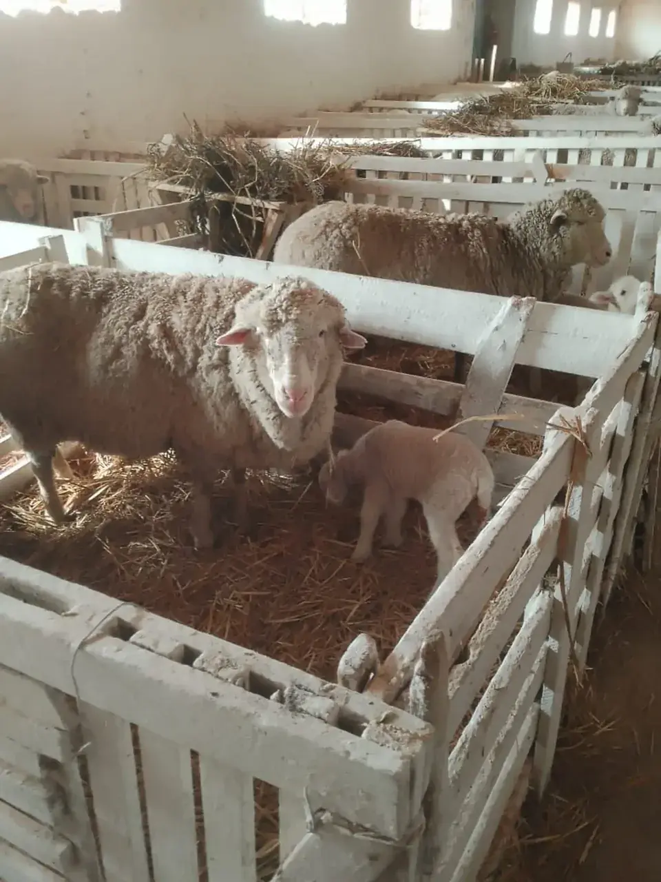 Овцеводы Ставрополья планируют получить более 8,5 тыс. ягнят