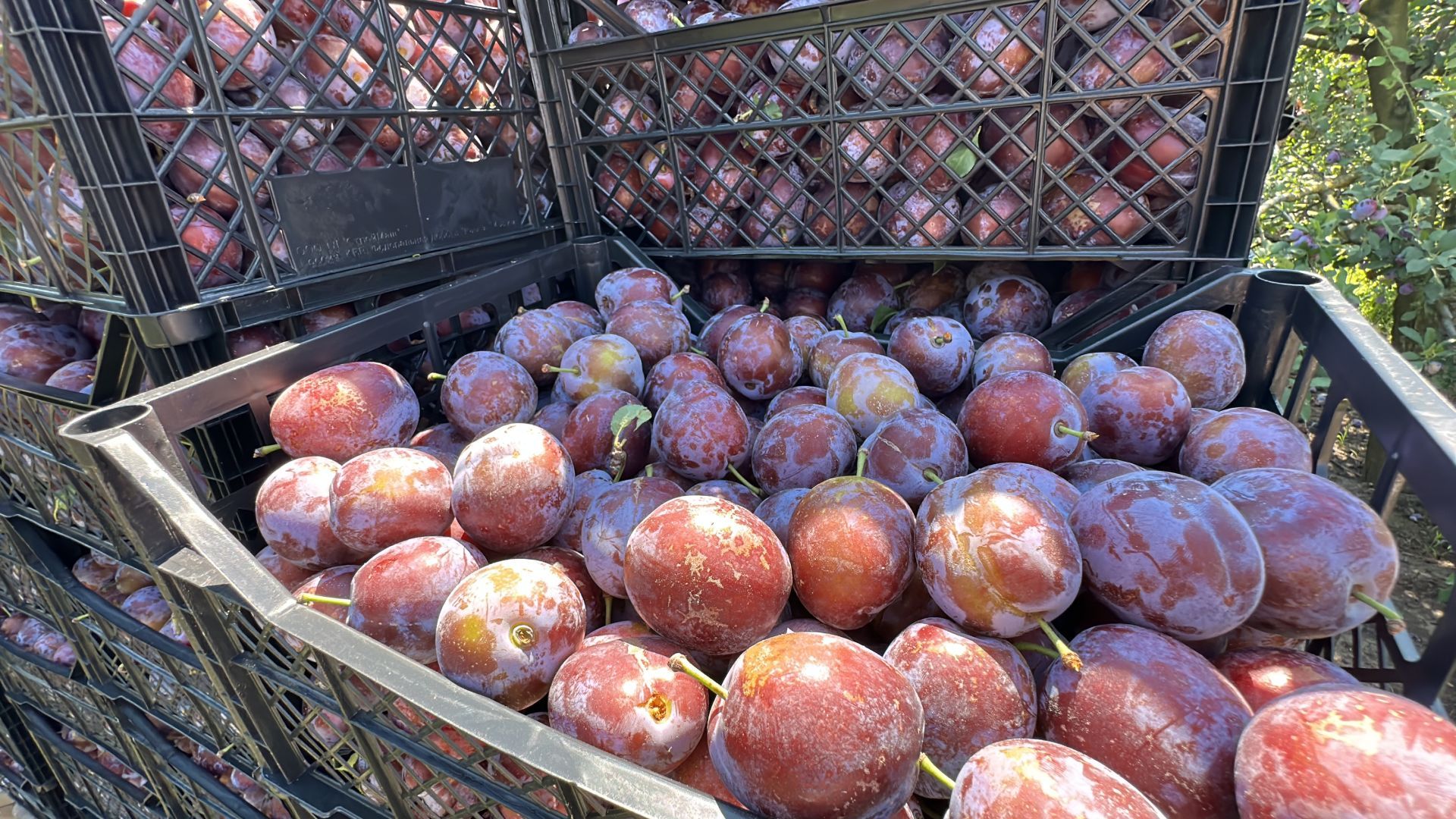 Сбор слив начался в Ставропольском крае