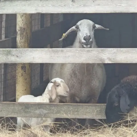 В Минераловодском округе началась окотная компания