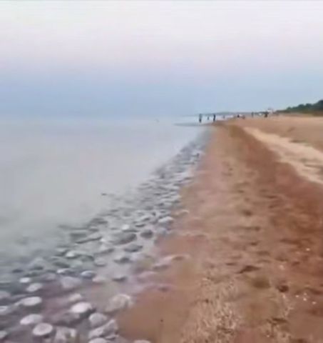 Не мазут, так корнероты: жгучие медузы-гиганты заполонили Азовское море