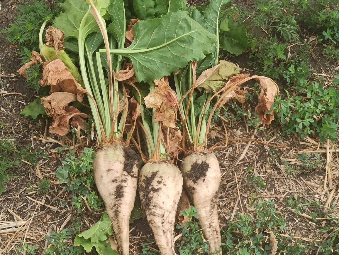 Ставропольские аграрии собрали 26,6 тыс. тонн сахарной свеклы