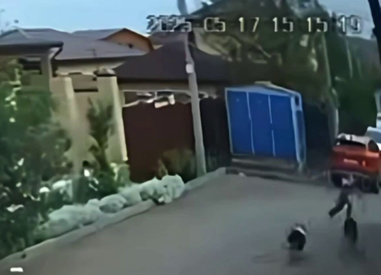 Прохожий спас детей от стаи бездомных собак на юге Ставрополя