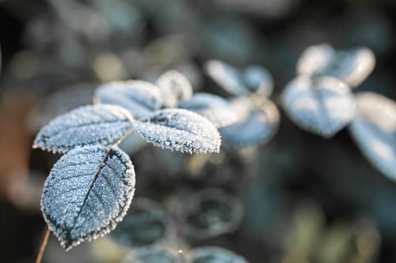 Первые заморозки ожидаются в ближайшие дни на Ставрополье