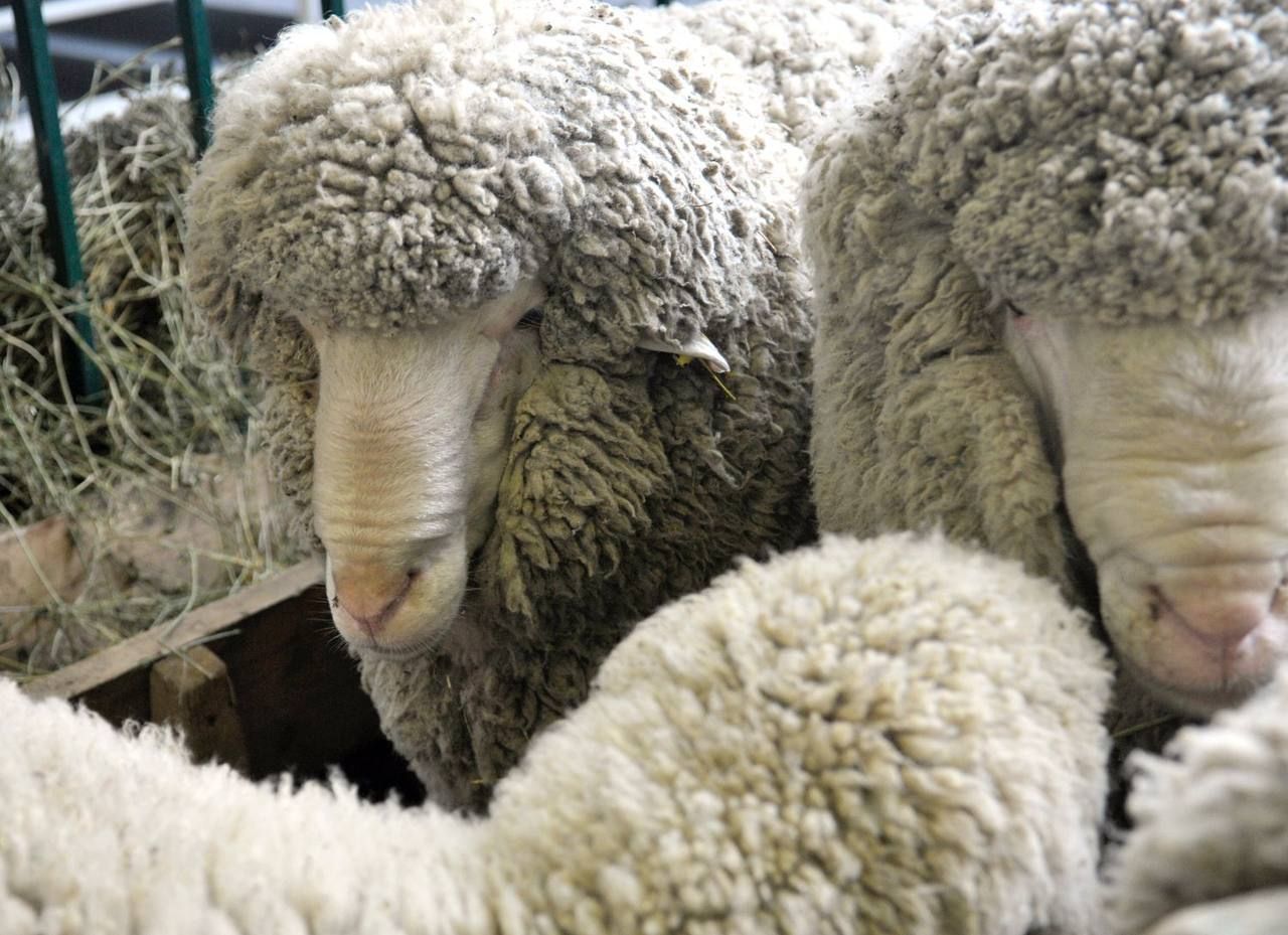 Ставрополье экспортировало 660 тонн шерсти
