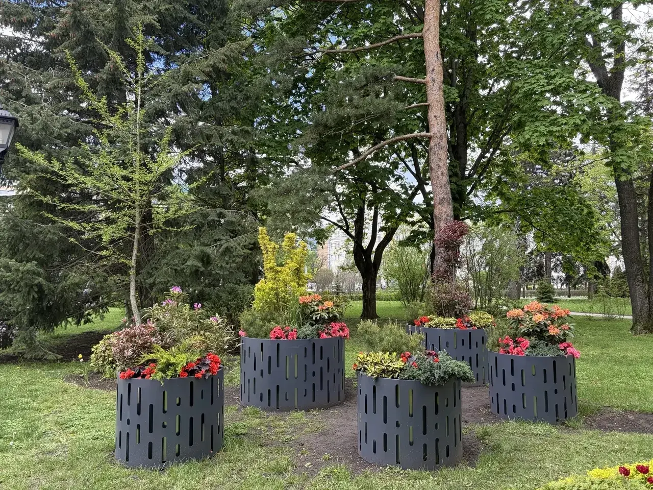 Почти 300 тысяч цветов высадят на клумбах Ставрополя летом