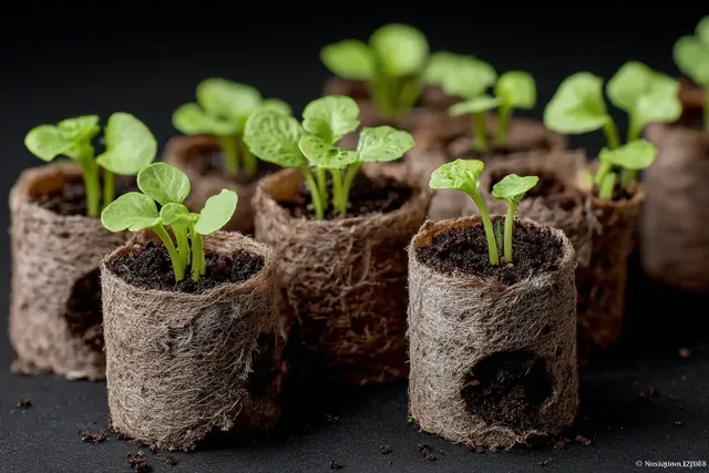 Рассада в туалетных рулонах: дачники в изумлении от результата