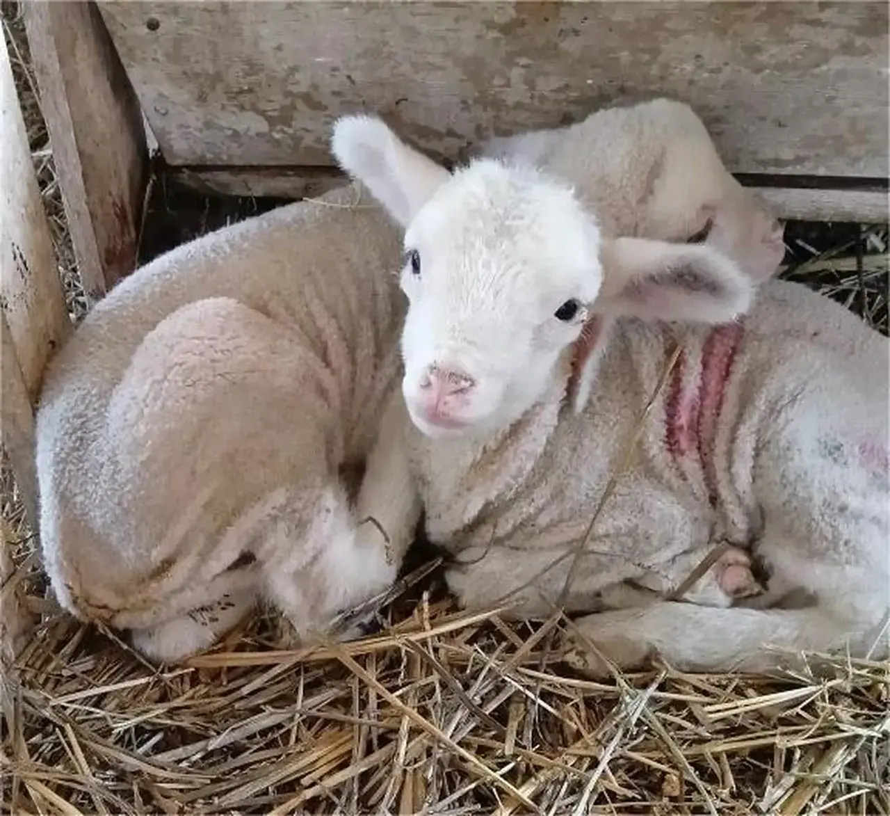 Более 23 тысяч ягнят и телят планируют получить на Ставрополье в этом году