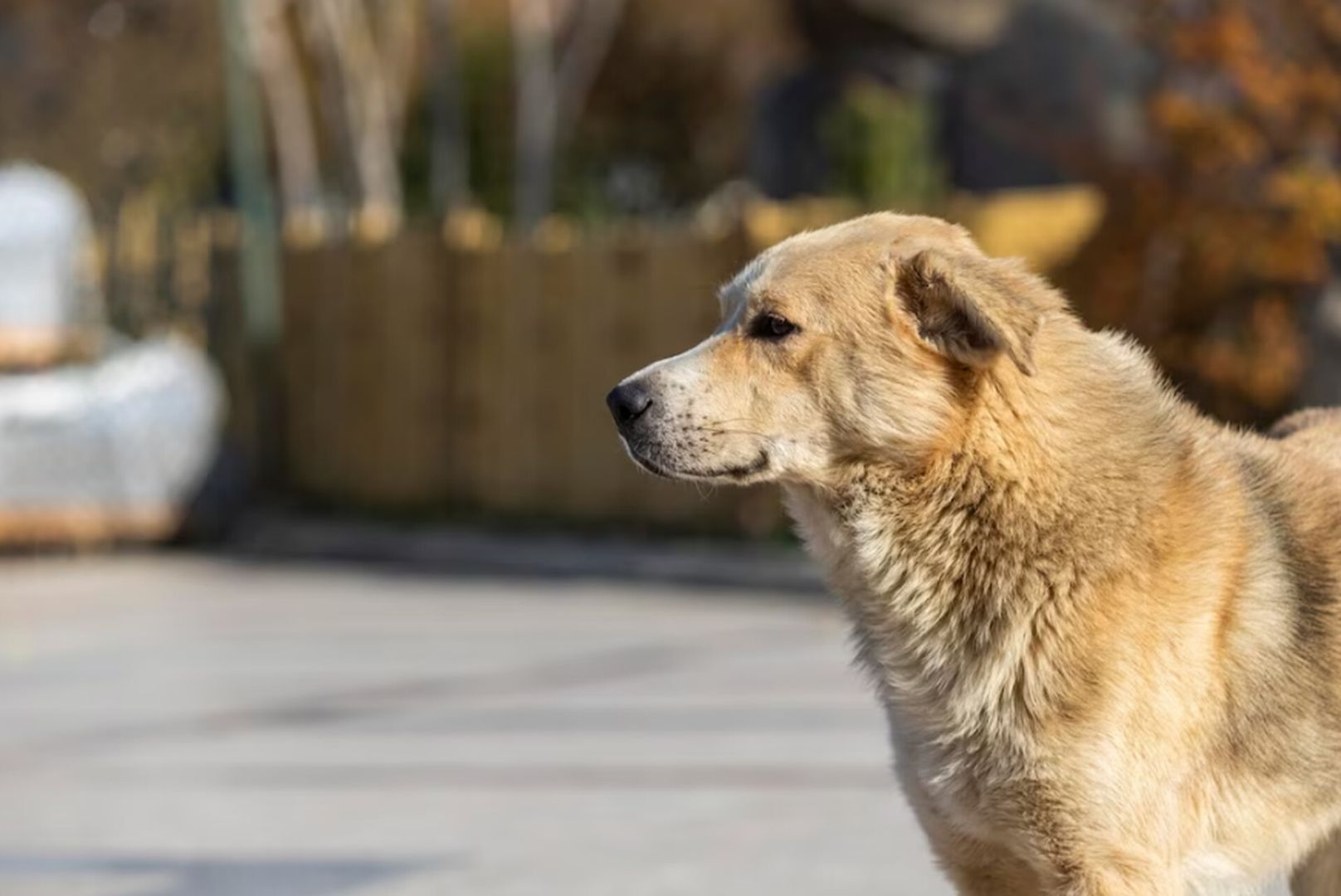 В России предложили ввести уголовную ответственность за самовыгул собак