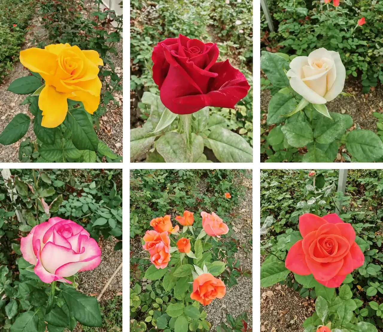 Две тысячи роз высадили в парке Невинномысска