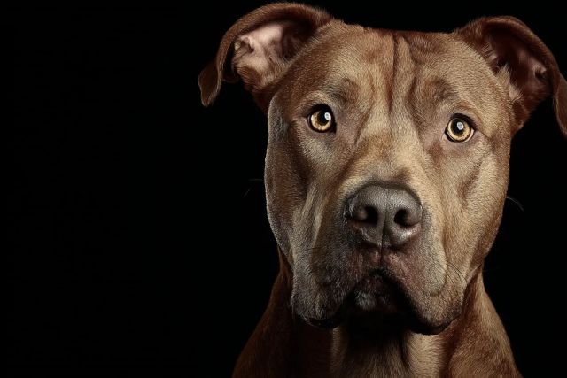 5 пород собак, которые не подходят для квартиры — кинологи честно назвали, кому будет тесно и плохо