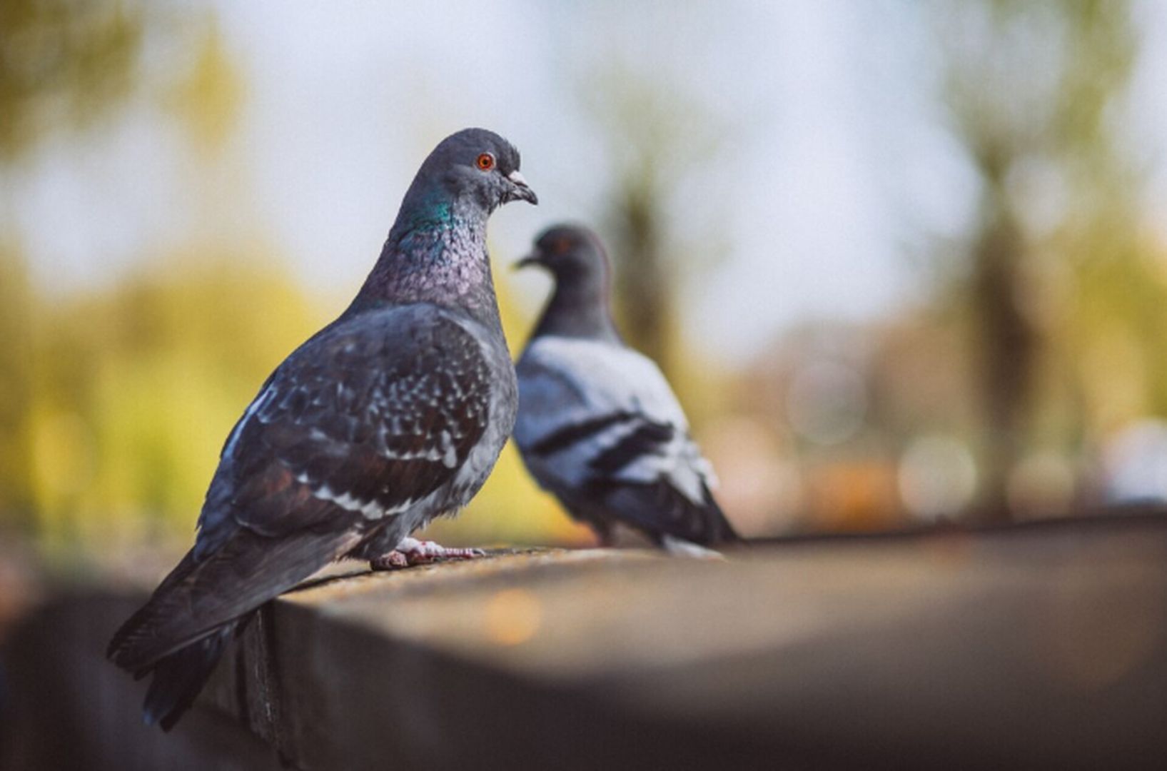 На Ставрополье из-за голубей остановили капремонт крыш нескольких МКД