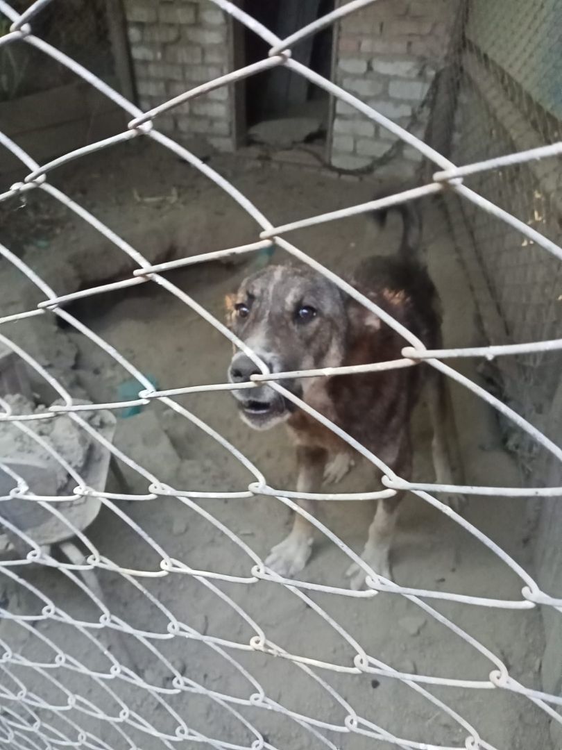 Житель Ставрополья заморил голодом собак