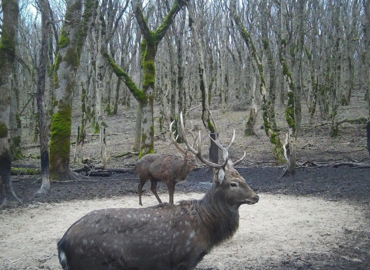 Пятнистый олень попал в фотоловушку на Ставрополье