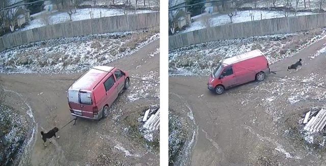 На Ставрополье водитель ездил с привязанной к машине собакой