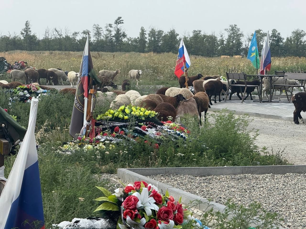 Гуляющее по кладбищу стадо овец заметили в Шпаковском округе