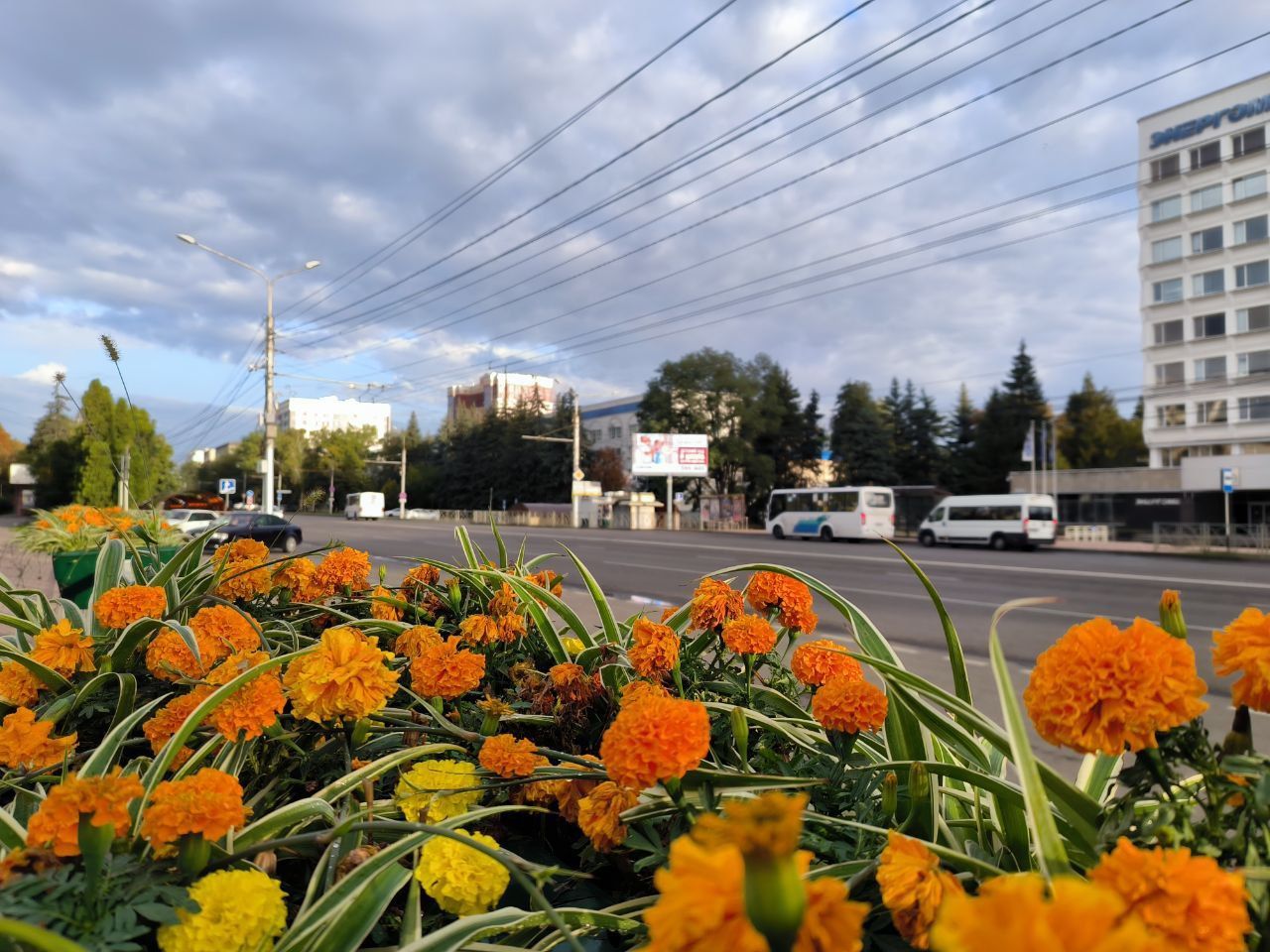 Около 400 тыс. растений высадят летом в Ставрополе