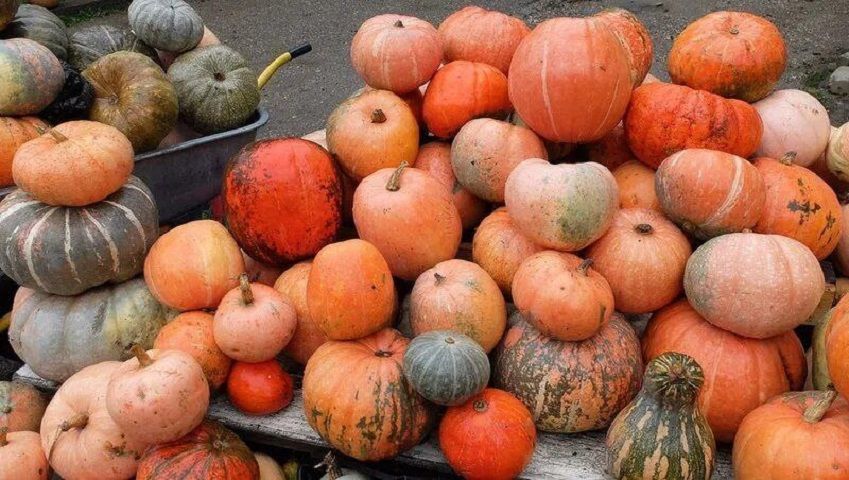 Более 10 тонн тыквы собрали в Предгорном округе
