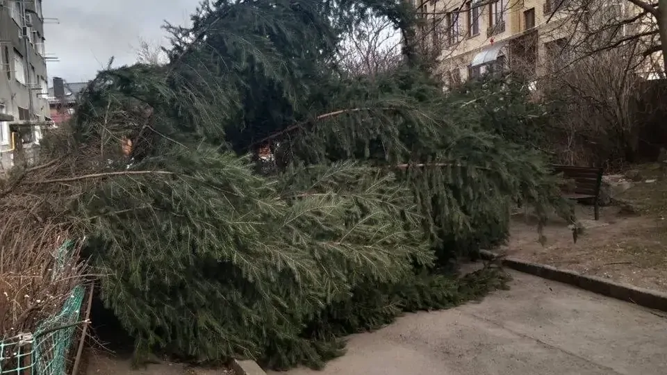 Сильный ветер повалил крупную ель на проезжую часть в Кисловодске