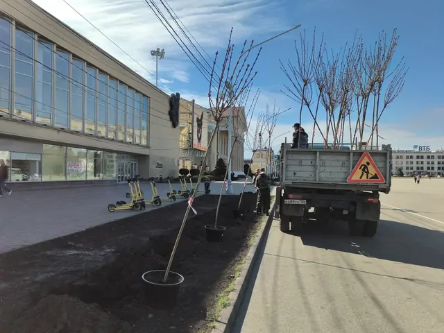 Почти 30 кленов высадили на площади Ленина в Ставрополе