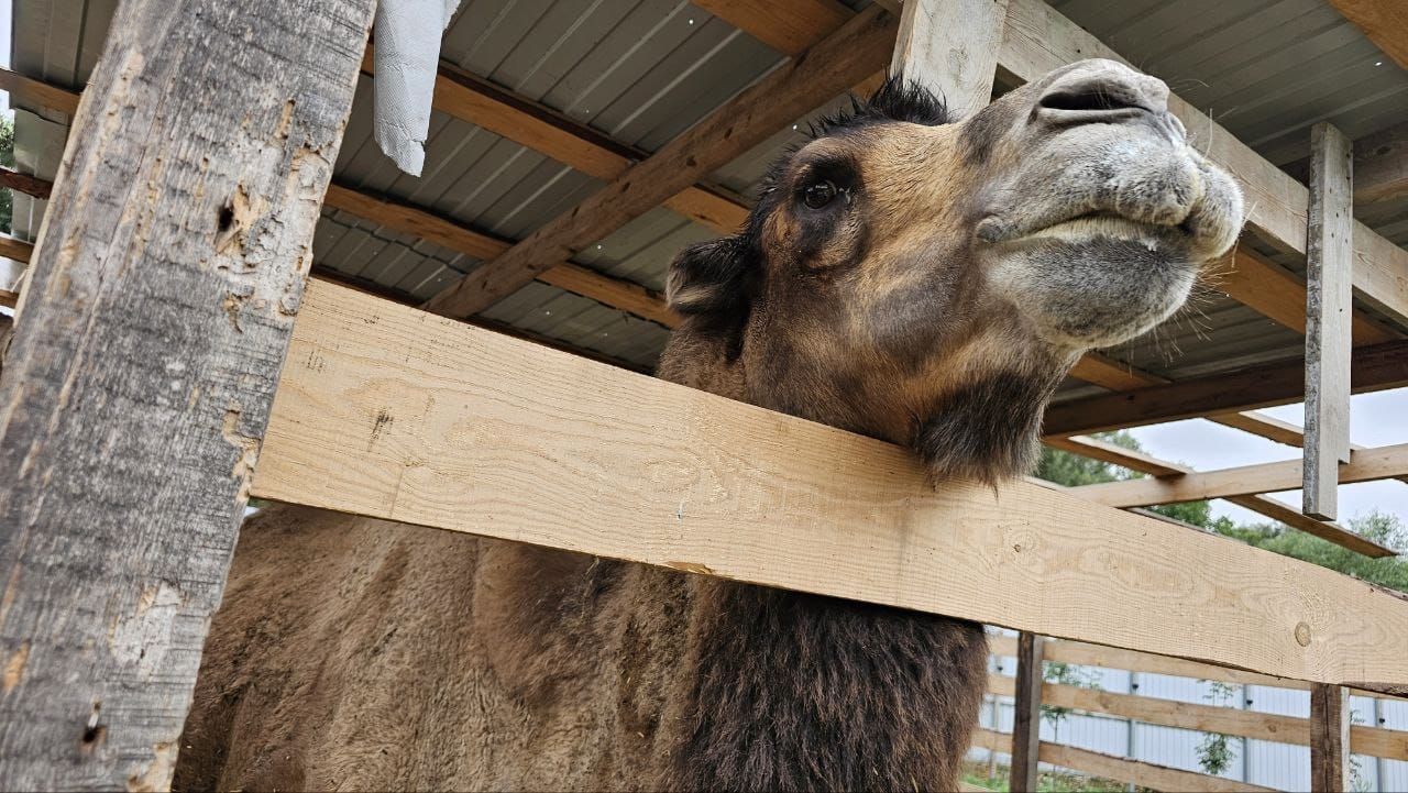 Экоферма с контактным зоопарком, виллами и купелями с подогревом открылась в Предгорном округе