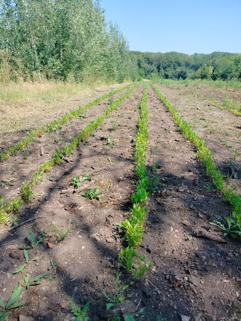Летнюю прополку сеянцев лесных культур завершили на Ставрополье