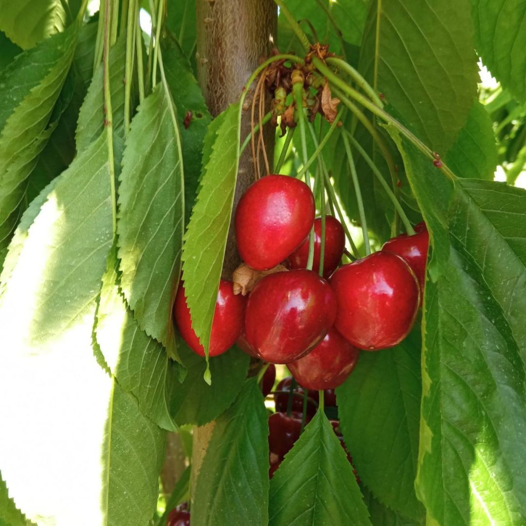 Первые 25 тонн черешни собрали в Ставропольском крае
