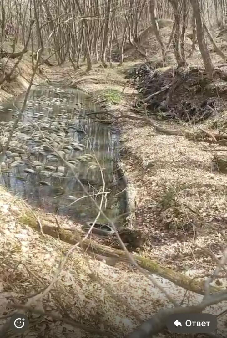 Загрязнение реки и леса в Татарке будет остановлено
