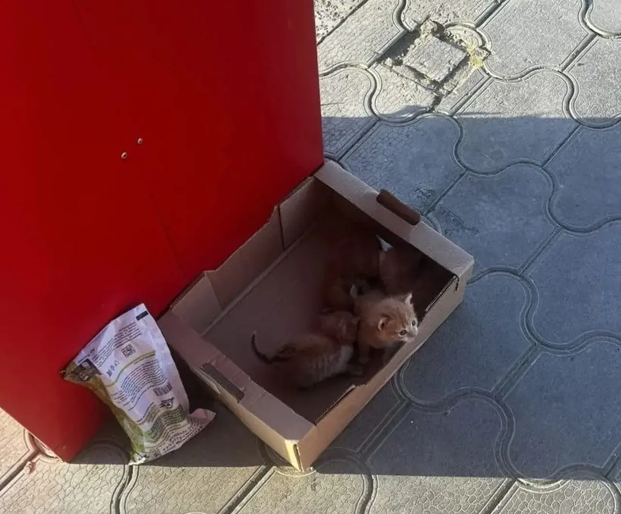 Женщина убила котят в Светлограде